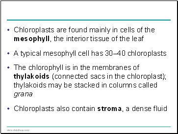 Chloroplasts are found mainly in cells of the mesophyll, the interior tissue of the leaf