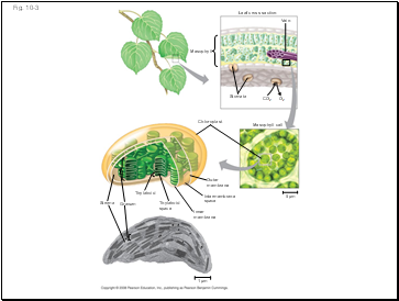 Fig. 10-3