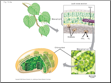 Fig. 10-3a