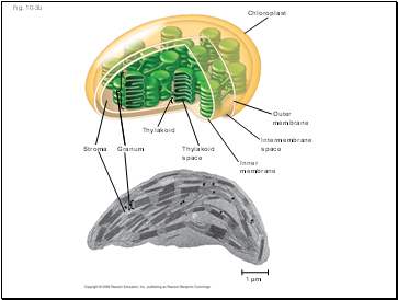 Fig. 10-3b