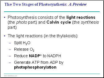 The Two Stages of Photosynthesis: A Preview