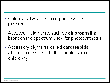 Chlorophyll a is the main photosynthetic pigment