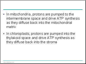 In mitochondria, protons are pumped to the intermembrane space and drive ATP synthesis as they diffuse back into the mitochondrial matrix