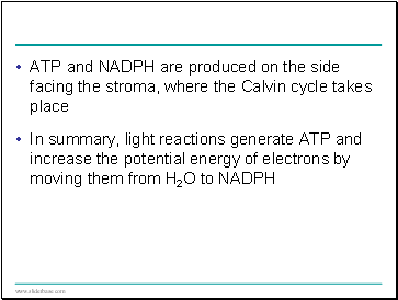ATP and NADPH are produced on the side facing the stroma, where the Calvin cycle takes place