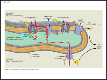 Fig. 10-17