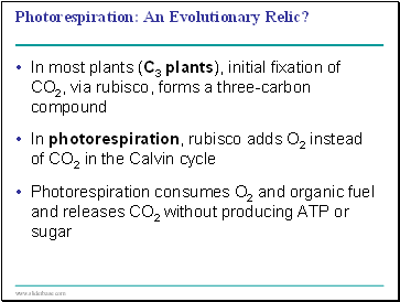 Photorespiration: An Evolutionary Relic?