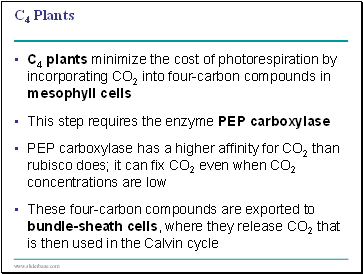 C4 Plants