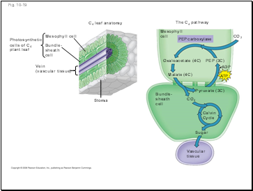 Fig. 10-19