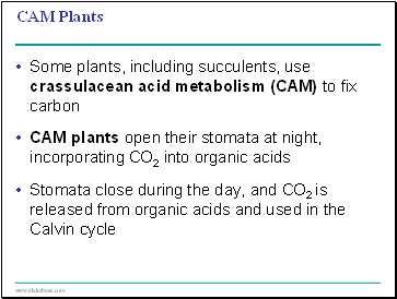 CAM Plants