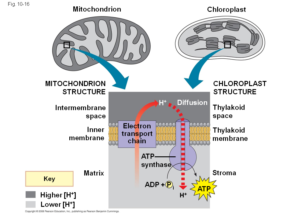 Митохондрии синтезируют атф. Синтез АТФ на мембране митохондрий. Мембрана митохондрий. Мембрана митохондрия схема. Строение хлоропласта Синтез АТФ.