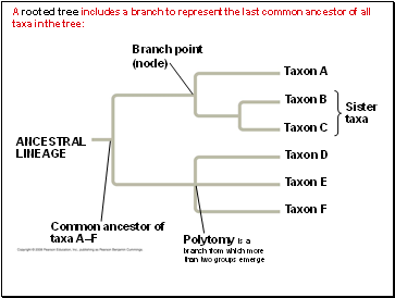 A rooted tree includes a branch to represent the last common ancestor of all taxa in the tree: