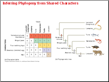 Inferring Phylogeny from Shared Characters