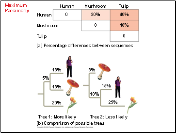 Maximum Parsimony