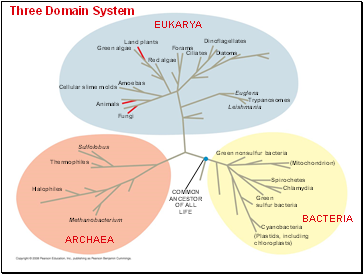 Three Domain System