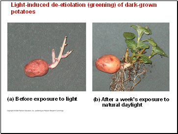 Light-induced de-etiolation (greening) of dark-grown potatoes