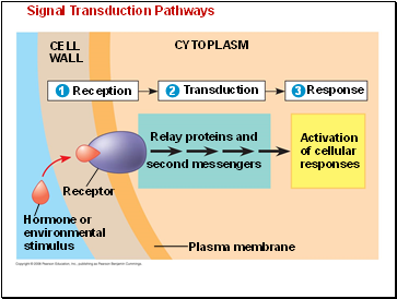 Signal Transduction Pathways