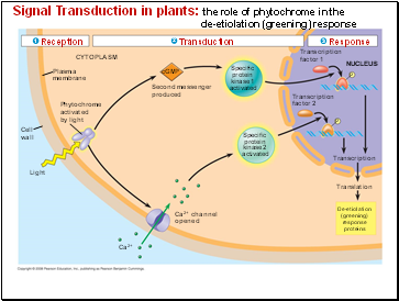 Signal Transduction in plants: the role of phytochrome in the de-etiolation (greening) response
