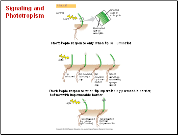 Signaling and Phototropism