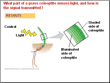 What part of a grass coleoptile senses light, and how is the signal transmitted?