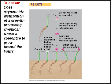 Question: Does asymmetric distribution of a growth-promoting chemical cause a coleoptile to grow toward the light?