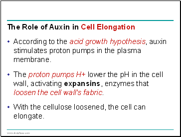 The Role of Auxin in Cell Elongation