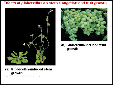 Effects of gibberellins on stem elongation and fruit growth