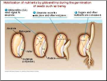Mobilization of nutrients by gibberellins during the germination of seeds such as barley