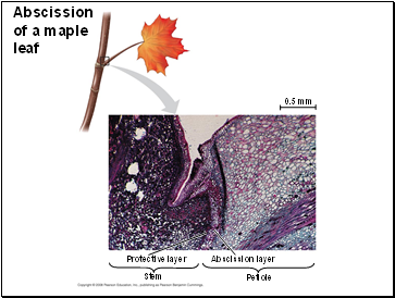 Abscission of a maple leaf