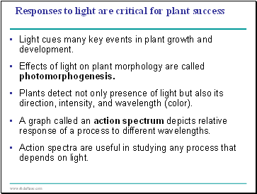Responses to light are critical for plant success