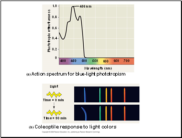 Phototropic effectiveness