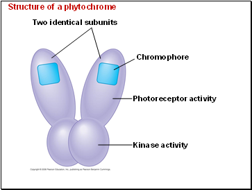 Structure of a phytochrome
