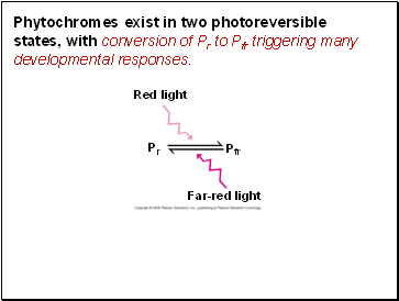 Phytochromes exist in two photoreversible states, with conversion of Pr to Pfr triggering many developmental responses.