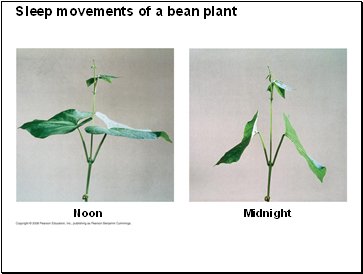 Sleep movements of a bean plant