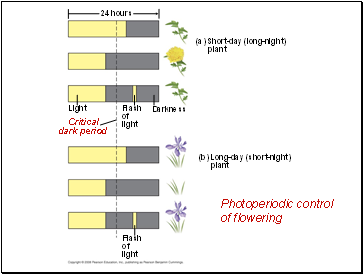 Photoperiodic control of flowering