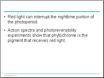 Red light can interrupt the nighttime portion of the photoperiod.