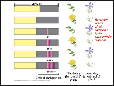 Reversible effects of red and far-red light on photoperiodic response.