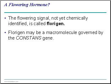 A Flowering Hormone?