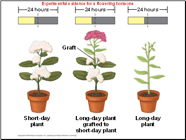 Experimental evidence for a flowering hormone