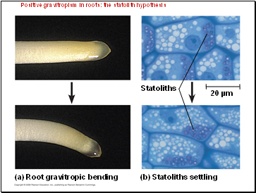 Positive gravitropism in roots: the statolith hypothesis