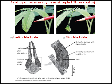 Rapid turgor movements by the sensitive plant (Mimosa pudica)