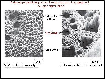 A developmental response of maize roots to flooding and oxygen deprivation