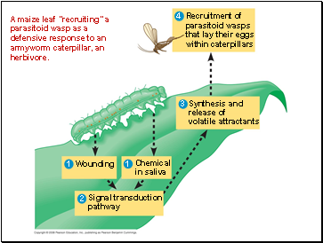 A maize leaf recruiting a parasitoid wasp as a defensive response to an armyworm caterpillar, an herbivore.