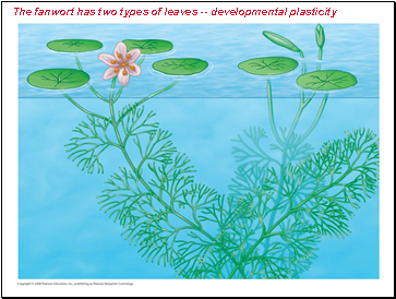 The fanwort has two types of leaves -- developmental plasticity