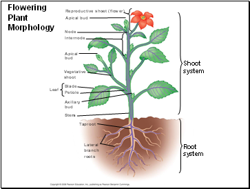 Flowering Plant Morphology