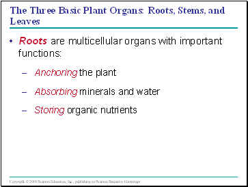 The Three Basic Plant Organs: Roots, Stems, and Leaves