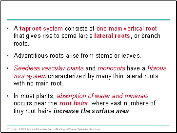 A taproot system consists of one main vertical root that gives rise to some large lateral roots, or branch roots.
