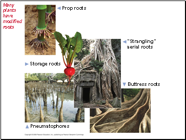 Many plants have modified roots