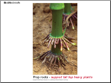 Modified roots