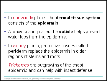 In nonwoody plants, the dermal tissue system consists of the epidermis.