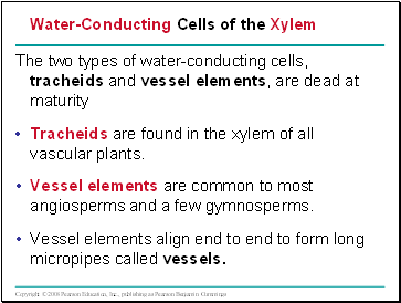 The two types of water-conducting cells, tracheids and vessel elements, are dead at maturity